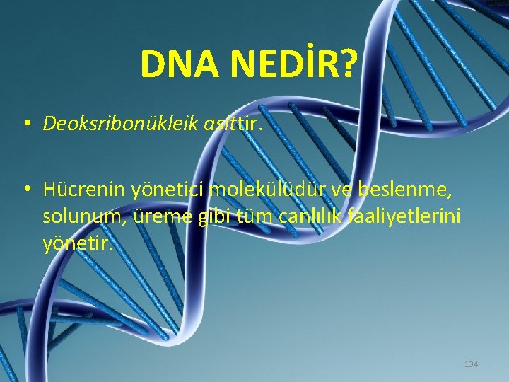 DNA Nedir? DNA NEDİR? • Deoksribonükleik asittir. • Hücrenin yönetici molekülüdür ve beslenme, solunum,