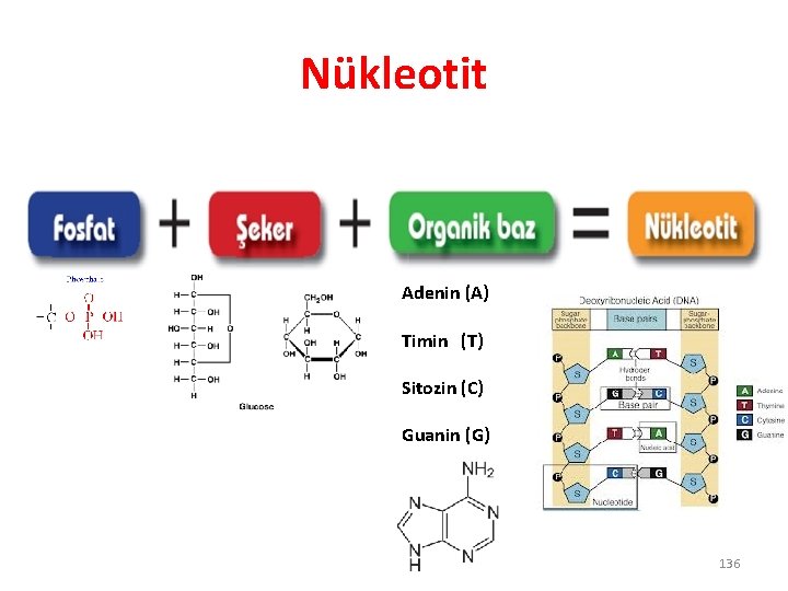 Nükleotit Adenin (A) Timin (T) Sitozin (C) Guanin (G) 136 