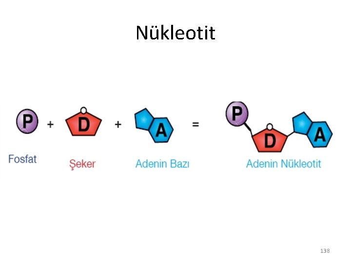 Nükleotit 138 Nükleotit 138