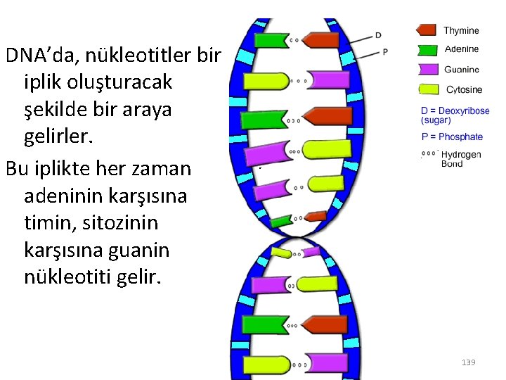 DNA’da, nükleotitler bir iplik oluşturacak şekilde bir araya gelirler. Bu iplikte her zaman adeninin