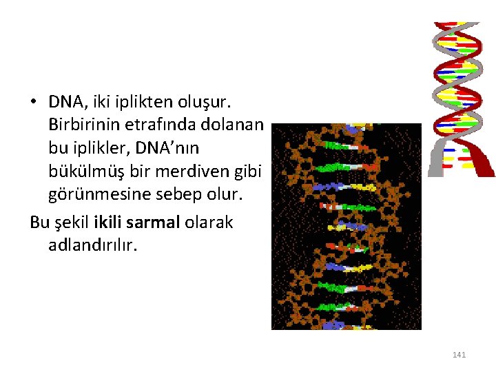  • DNA, iki iplikten oluşur. Birbirinin etrafında dolanan bu iplikler, DNA’nın bükülmüş bir