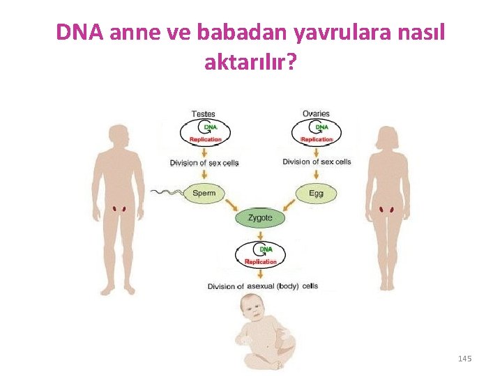 DNA anne ve babadan yavrulara nasıl aktarılır? 145 