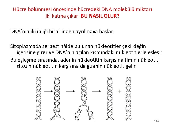 Hücre bölünmesi öncesinde hücredeki DNA molekülü miktarı iki katına çıkar. BU NASIL OLUR? DNA’nın