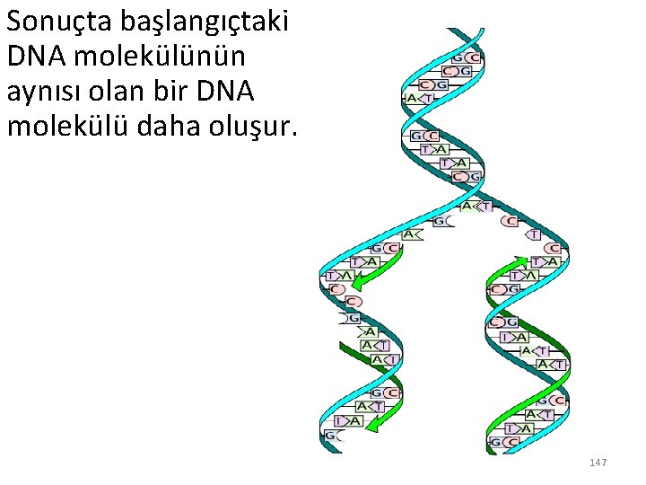 Sonuçta başlangıçtaki DNA molekülünün aynısı olan bir DNA molekülü daha oluşur. 147 