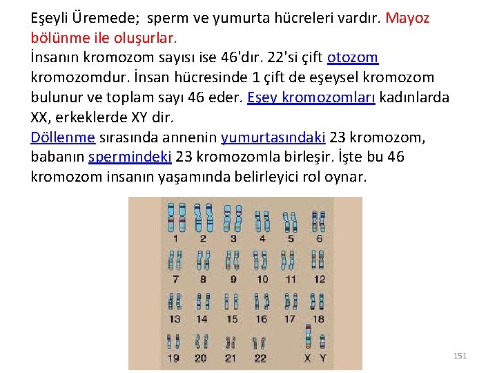 Eşeyli Üremede; sperm ve yumurta hücreleri vardır. Mayoz bölünme ile oluşurlar. İnsanın kromozom sayısı