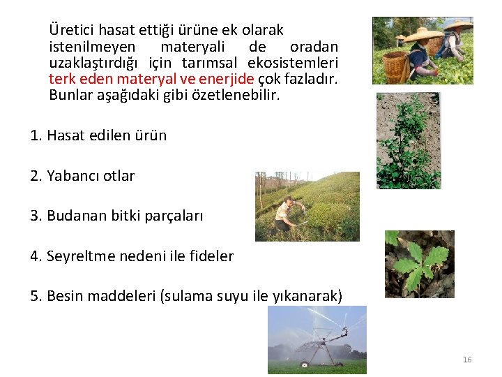 Üretici hasat ettiği ürüne ek olarak istenilmeyen materyali de oradan uzaklaştırdığı için tarımsal ekosistemleri Üretici hasat ettiği ürüne ek olarak istenilmeyen materyali de oradan uzaklaştırdığı için tarımsal ekosistemleri