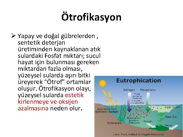 Ötrofikasyon Ø Yapay ve doğal gübrelerden , sentetik deterjan üretiminden kaynaklanan atık sulardaki Fosfat