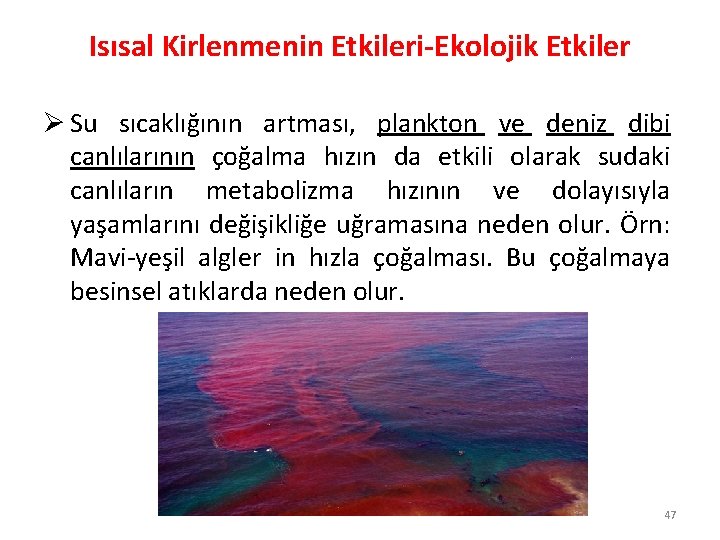 Isısal Kirlenmenin Etkileri-Ekolojik Etkiler Ø Su sıcaklığının artması, plankton ve deniz dibi canlılarının çoğalma