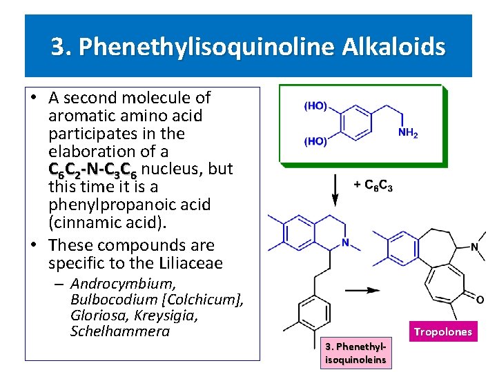 3. Phenethylisoquinoline Alkaloids • A second molecule of aromatic amino acid participates in the