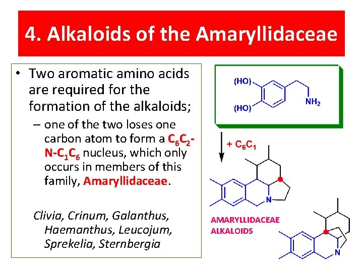 4. Alkaloids of the Amaryllidaceae • Two aromatic amino acids are required for the