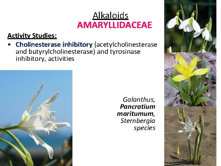 Alkaloids AMARYLLIDACEAE Activity Studies: • Cholinesterase inhibitory (acetylcholinesterase and butyrylcholinesterase) and tyrosinase inhibitory, activities