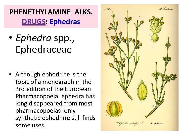 PHENETHYLAMINE ALKS. DRUGS: DRUGS Ephedras • Ephedra spp. , Ephedraceae • Although ephedrine is