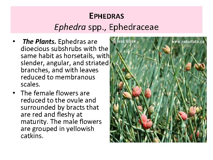 EPHEDRAS Ephedra spp. , Ephedraceae • The Plants. Ephedras are dioecious subshrubs with the