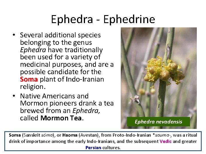 Ephedra Ephedrine • Several additional species belonging to the genus Ephedra have traditionally been