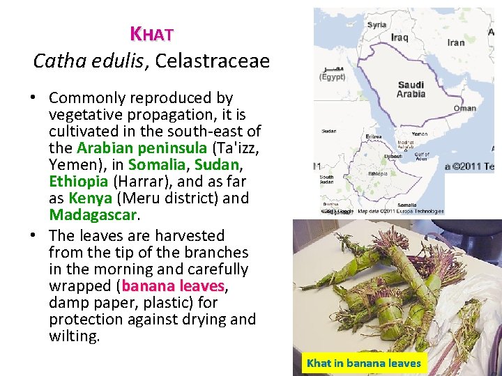 KHAT Catha edulis, Celastraceae • Commonly reproduced by vegetative propagation, it is cultivated in