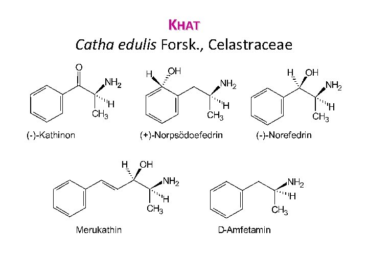 KHAT Catha edulis Forsk. , Celastraceae 
