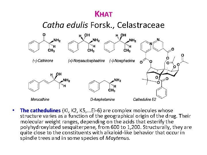 KHAT Catha edulis Forsk. , Celastraceae • The cathedulines (Kl, K 2, K 5,