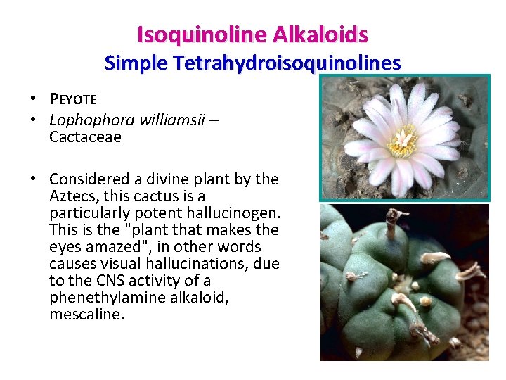 Isoquinoline Alkaloids Simple Tetrahydroisoquinolines • PEYOTE • Lophophora williamsii – Cactaceae • Considered a