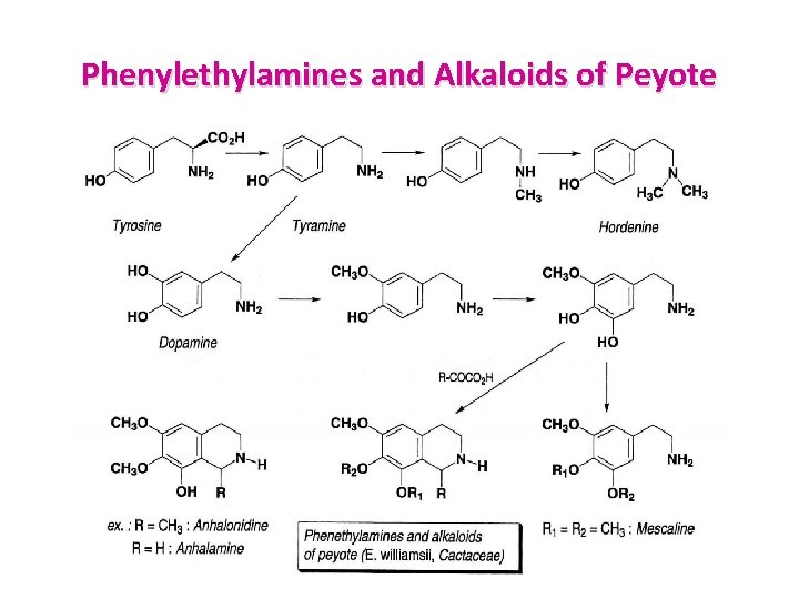 Phenylethylamines and Alkaloids of Peyote 