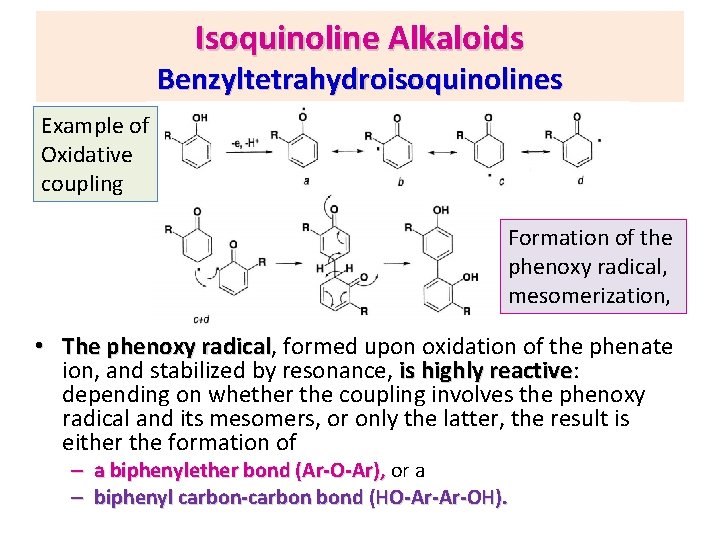 Isoquinoline Alkaloids Benzyltetrahydroisoquinolines Example of Oxidative coupling Formation of the phenoxy radical, mesomerization, •