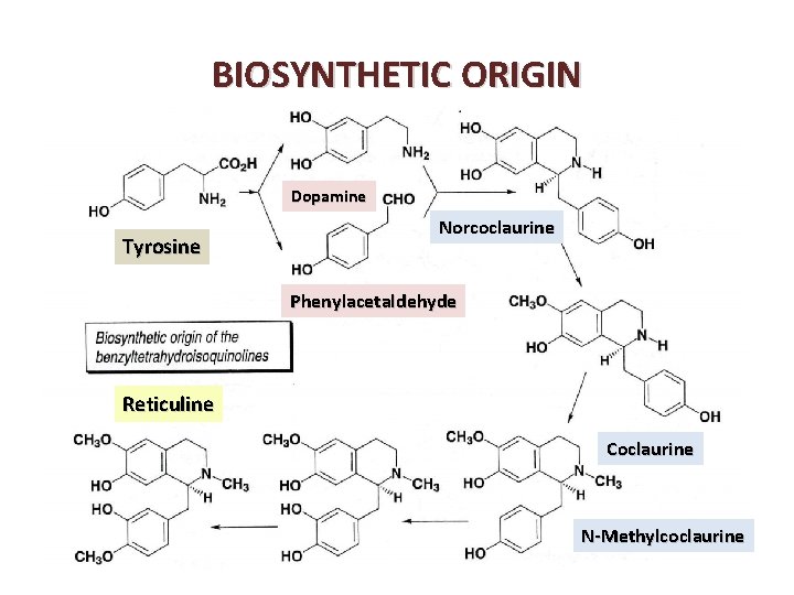 BIOSYNTHETIC ORIGIN Dopamine Tyrosine Norcoclaurine Phenylacetaldehyde Reticuline Coclaurine N-Methylcoclaurine 