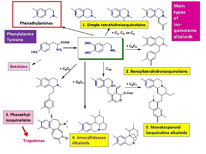 Phenethylamines 1. Simple tetrahidroisoquinoleins Phenylalanine Tyrosine Betalains Main types of isoquinoleine alkaloids 2. Benzyltetrahidroisoquinoleins