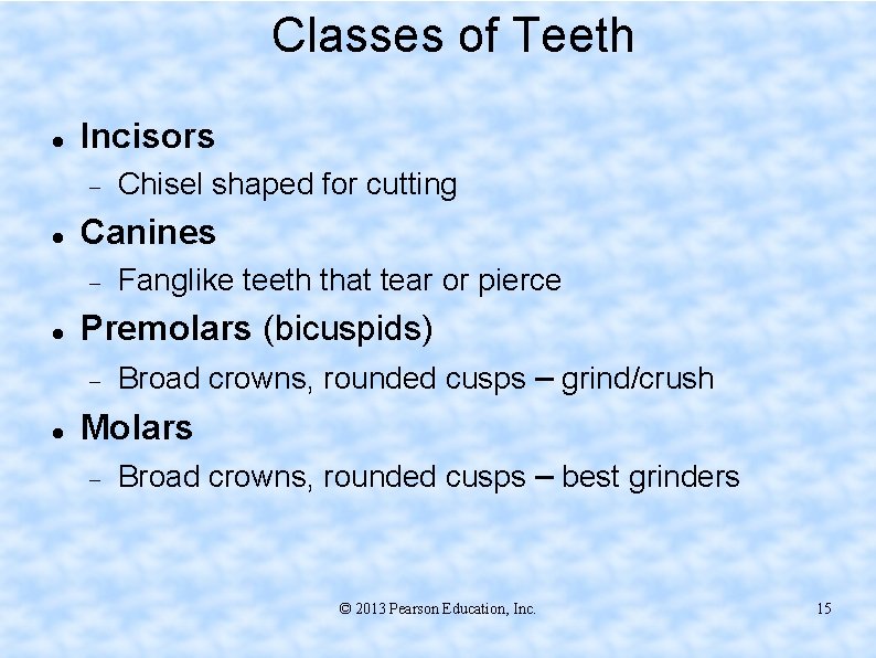 Classes of Teeth Incisors Canines Fanglike teeth that tear or pierce Premolars (bicuspids) Chisel