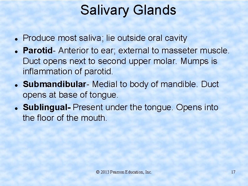 Salivary Glands Produce most saliva; lie outside oral cavity Parotid- Anterior to ear; external