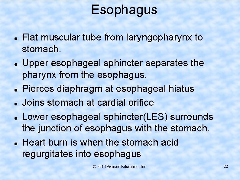 Esophagus Flat muscular tube from laryngopharynx to stomach. Upper esophageal sphincter separates the pharynx