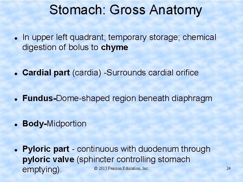 Stomach: Gross Anatomy In upper left quadrant; temporary storage; chemical digestion of bolus to