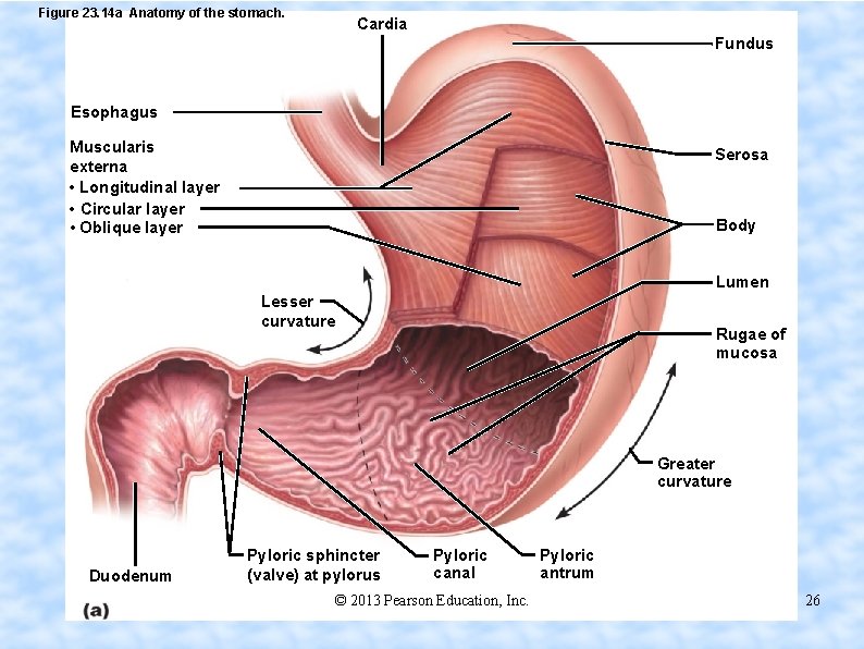 Figure 23. 14 a Anatomy of the stomach. Cardia Fundus Esophagus Muscularis externa •