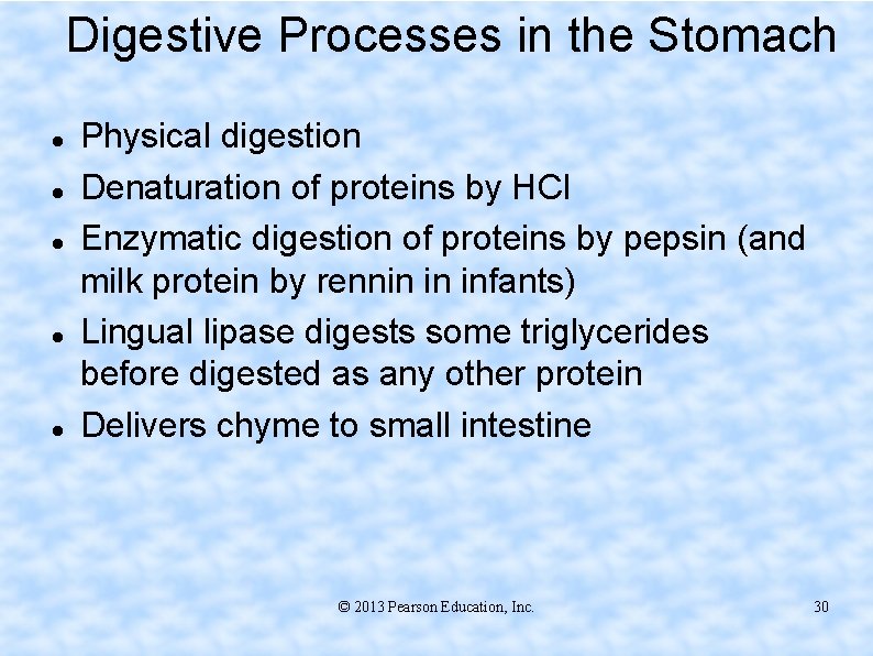Digestive Processes in the Stomach Physical digestion Denaturation of proteins by HCl Enzymatic digestion