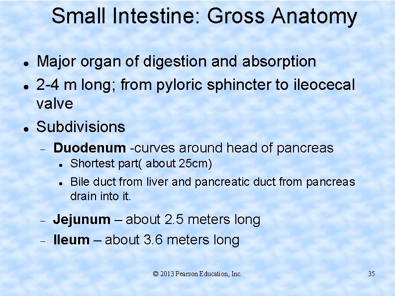 Small Intestine: Gross Anatomy Major organ of digestion and absorption 2 -4 m long;