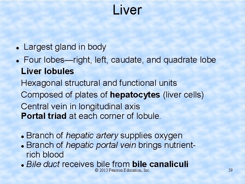 Liver Largest gland in body Four lobes—right, left, caudate, and quadrate lobe Liver lobules