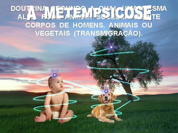 DOUTRINA SEGUNDO A QUAL UMA MESMA ALMA PODE ANIMAR SUCESSIVAMENTE CORPOS DE HOMENS, ANIMAIS