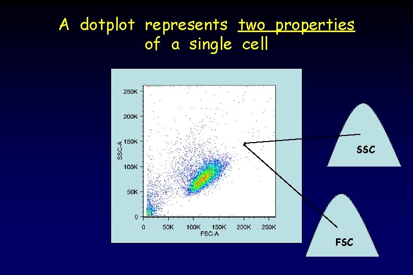 A dotplot represents two properties of a single cell SSC FSC 