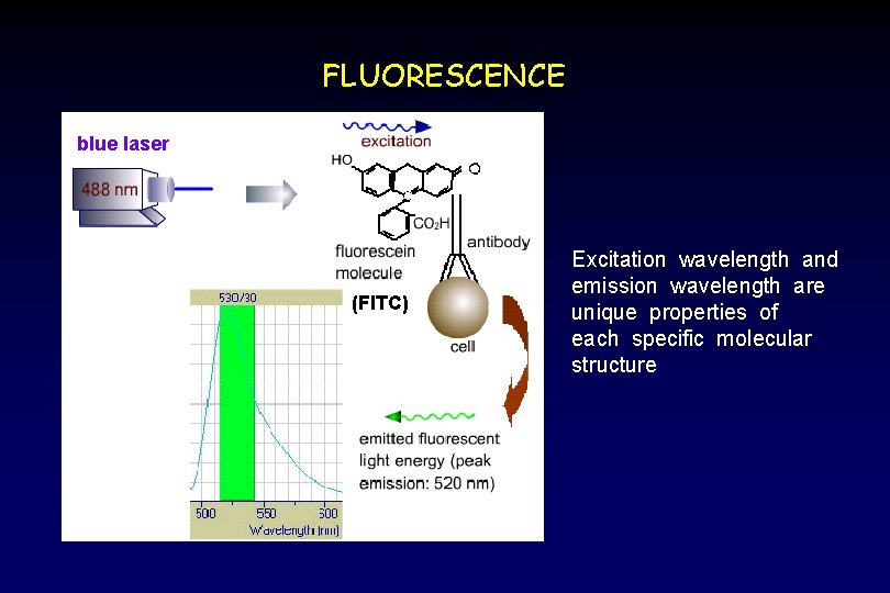 FLUORESCENCE blue laser (FITC) Excitation wavelength and emission wavelength are unique properties of each
