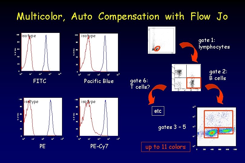 Multicolor, Auto Compensation with Flow Jo 100 isotype 80 gate 1: lymphocytes 80 %