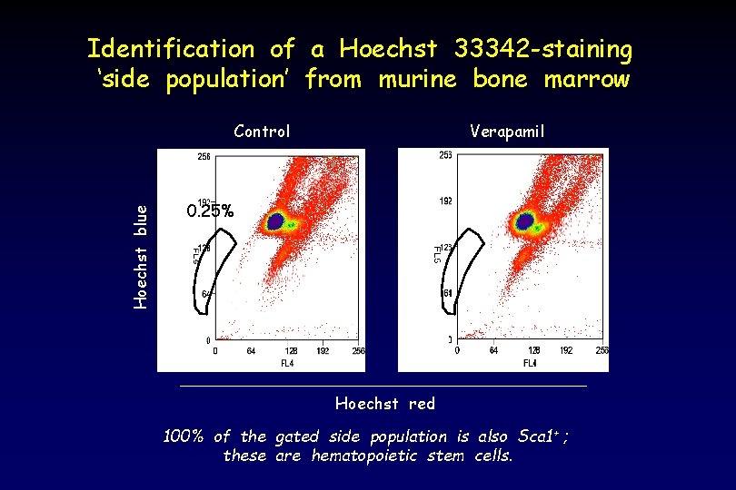 Identification of a Hoechst 33342 -staining ‘side population’ from murine bone marrow Hoechst blue