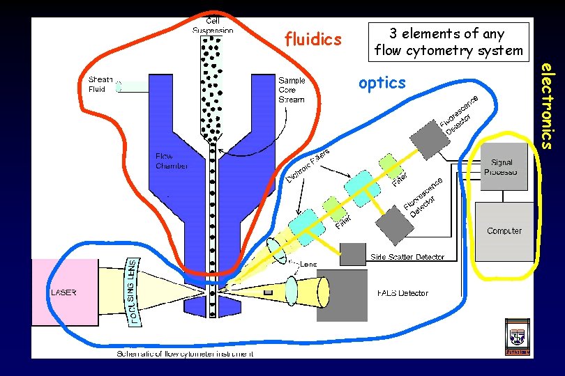 fluidics 3 elements of any flow cytometry system electronics optics 