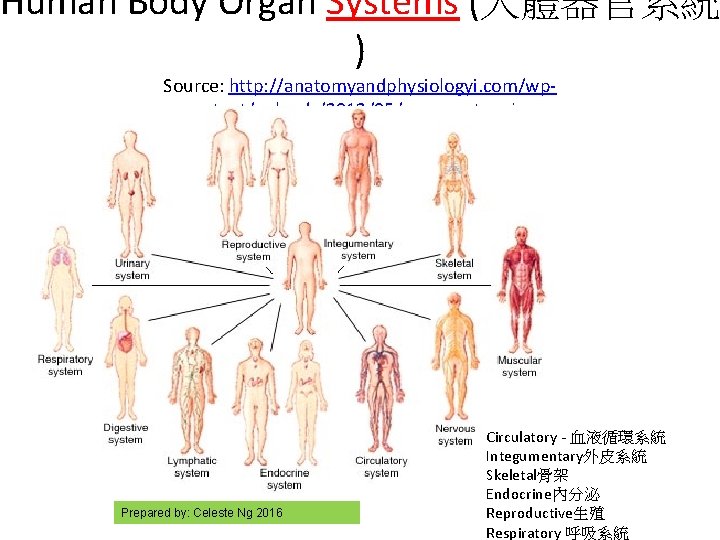 Human Body Organ Systems (人體器官系統 ) Source: http: //anatomyandphysiologyi. com/wpcontent/uploads/2013/05/organsystem. jpg Prepared by: Celeste