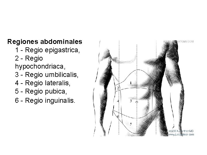 Regiones abdominales 1 - Regio epigastrica, 2 - Regio hypochondriaca, 3 - Regio umbilicalis,