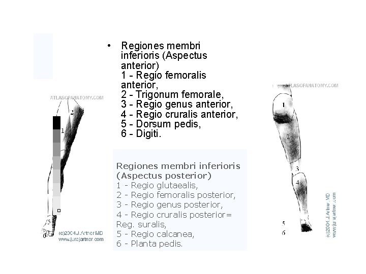 • Regiones membri inferioris (Aspectus anterior) 1 - Regio femoralis anterior, 2 -