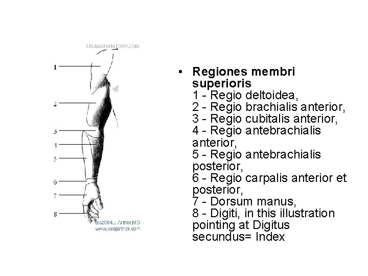  • Regiones membri superioris 1 - Regio deltoidea, 2 - Regio brachialis anterior,