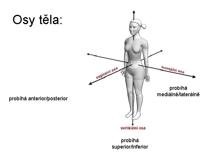 Osy těla: probíhá mediálně/laterálně probíhá anterior/posterior probíhá superior/inferior 