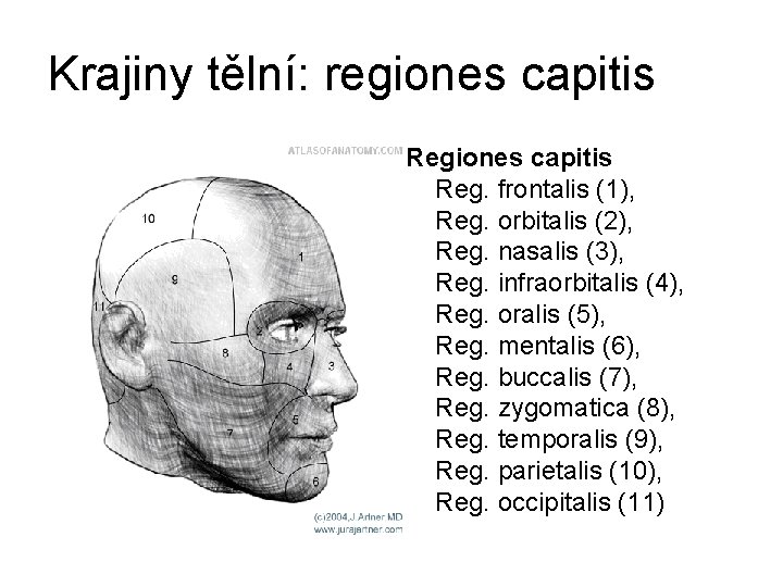 Krajiny tělní: regiones capitis Reg. frontalis (1), Reg. orbitalis (2), Reg. nasalis (3), Reg.