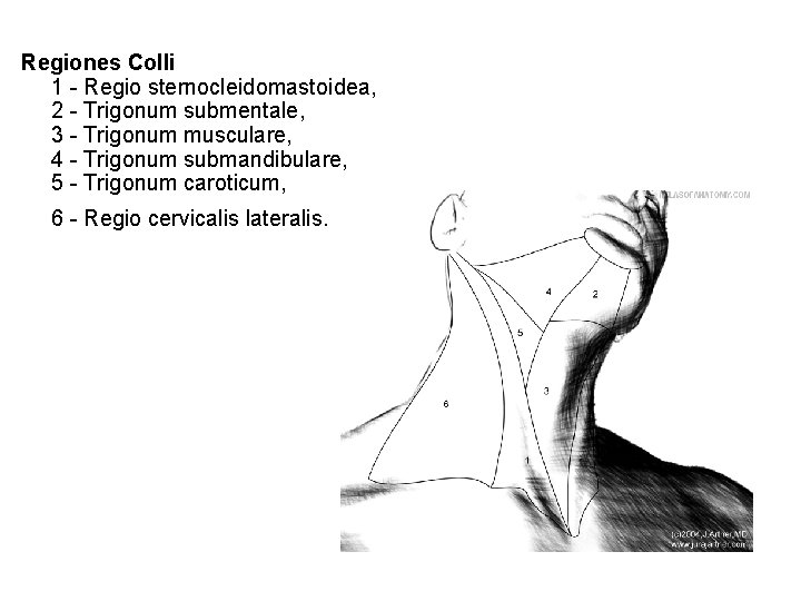 Regiones Colli 1 - Regio sternocleidomastoidea, 2 - Trigonum submentale, 3 - Trigonum musculare,