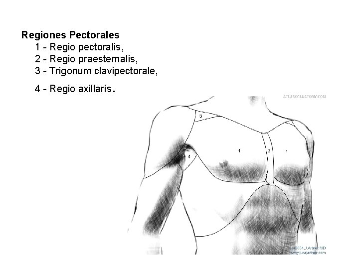 Regiones Pectorales 1 - Regio pectoralis, 2 - Regio praesternalis, 3 - Trigonum clavipectorale,