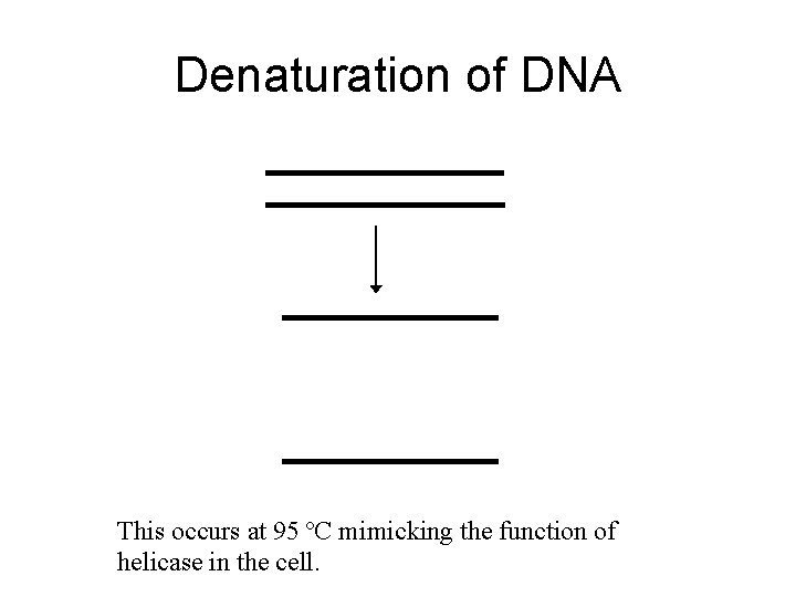 Denaturation of DNA This occurs at 95 ºC mimicking the function of helicase in