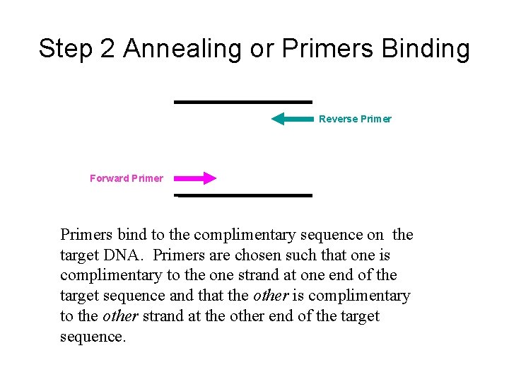 Step 2 Annealing or Primers Binding Reverse Primer Forward Primers bind to the complimentary